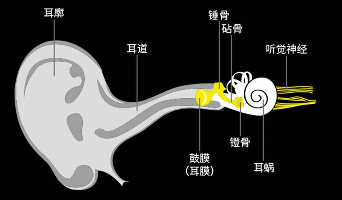 我们如何听到声音 - 力斯顿助听器 - 值得信赖 始于1955